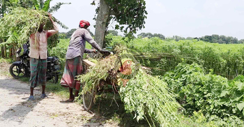 অনাবৃষ্টিতে পাটের ফলন কম, জাগ দেওয়া নিয়েও দুশ্চিন্তা