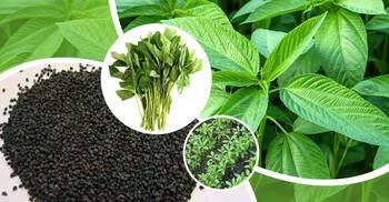 আধুনিক পাট বীজ উৎপাদন পদ্ধতি