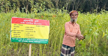 পাটবীজ চাষ করে সফল ফরিদপুরের চাষিরা
