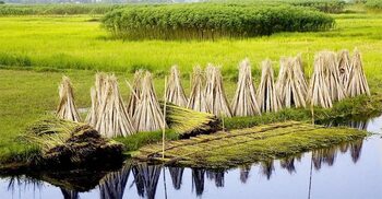 পাট পচানো পানি দিয়ে কি অজু করা যাবে?