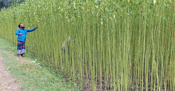 Quality jute seed Production key to self-reliant farmers