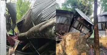 ঝড়ে গাছ পড়ে দুই জেলায় নিহত ২