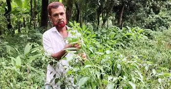 ১০ শতক জমিতে সুপার হট মরিচ চাষে সফল কামাল শেখ