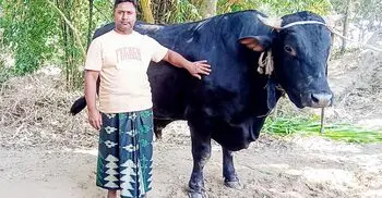 দিনে ৮০০ টাকার খাবার খাওয়া ‘কালু’কে নিয়ে বিপাকে খামারি