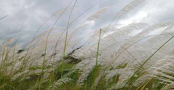 ঢাকার যেসব স্থানে দেখা মিলবে কাশফুলের