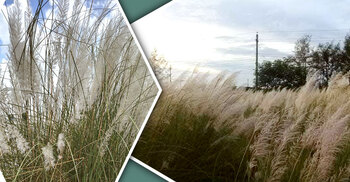 স্নিগ্ধ সকালে বেড়িবাঁধের কাশবনে