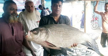 ২০ কেজির কাতল ২৩ হাজারে বিক্রি