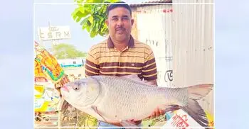 পদ্মায় ধরা পড়া সাড়ে ২১ কে‌জির এক কাত‌ল ৪৪ হাজার টাকায় বিক্রি