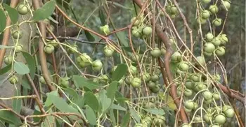 আমলকীর মতোই পুষ্টিগুণে ভরপুর এই বুনো ফল