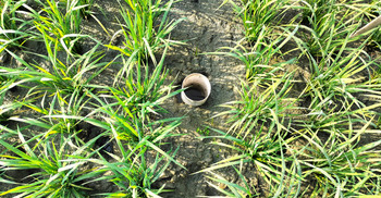 ধান চাষে আশা জাগাচ্ছে এডব্লিউডি সেচ পদ্ধতি