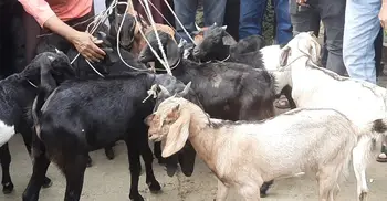 খালেদা জিয়ার ‘জানের সদকা’ হিসেবে এতিমখানায় ১১ ছাগল বিতরণ