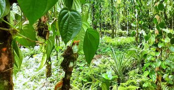 দুই হাজার পানগাছ কেটে দিলো দুর্বৃত্তরা, পথে দুই খাসিয়া পরিবার