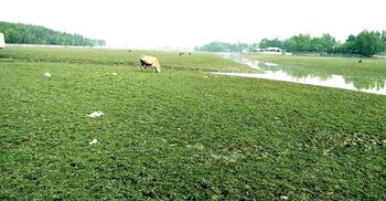 এক সময়ের খরস্রোতা শিবসা নদী আজ গোচারণ ভূমি