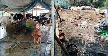 অস্বাস্থ্যকর পরিবেশে গরুর খামার, গুনতে হলো জরিমানা