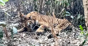 সুন্দরবনে ফাঁদে আটকা বাঘের চিকিৎসা চলছে, ফিরছে বন্য ক্ষিপ্রতা