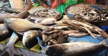 খুলনার বাজারে বেড়েছে মাছ-মাংসের দাম