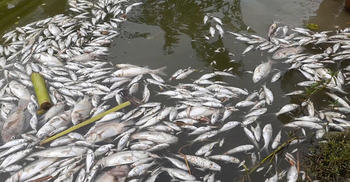 বিষে ভেসে উঠলো ফিশারির ১৫ লাখ টাকার মাছ