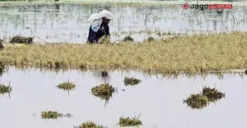 কিশোরগঞ্জে পানিতে তলিয়ে গেছে সাড়ে ৬ হাজার হেক্টর ধানের জমি