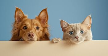 জীবে দয়া করলে আল্লাহ দয়া করেন