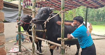 ২০ লাখে বিক্রি হবে ৫০ মণের লালচান-কালাচান