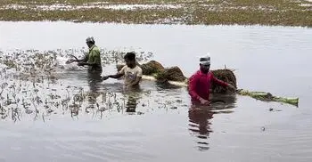 কিশোরগঞ্জে পানি নিচে আরও ১ হাজার হেক্টর ধান