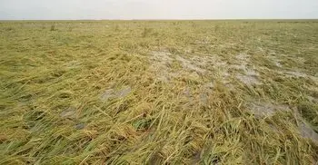 বৃষ্টিতে তলিয়ে গেছে হাওরের ৩ হাজার হেক্টর ধানের জমি