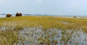 কিশোরগঞ্জে নতুন করে তলিয়েছে ২ হাজার হেক্টর জমির ধান