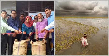 একদিকে ধান সংগ্রহের অভিযান, অন্যদিকে পানিতে ভাসছে কৃষকের স্বপ্ন