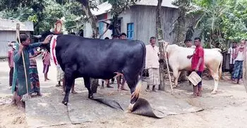 হাট কাঁপাতে প্রস্তুত কিশোরগঞ্জের ‘মহারাজা-রাজাবাবু’