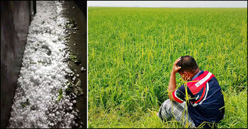 কিশোরগঞ্জে শিলাবৃষ্টির তাণ্ডব, ৪ হাজার হেক্টর বোরো ধান ক্ষতিগ্রস্ত