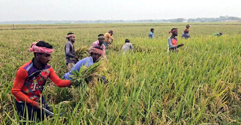 ন্যায্য মজুরি ও সম্মানের অভাবে পেশা বদলাচ্ছেন কৃষি শ্রমিকরা