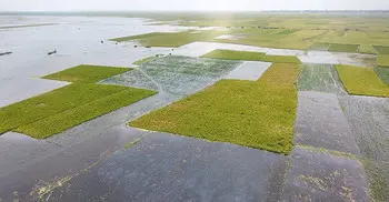 অতিবৃষ্টিতে হাওরে তলিয়ে যাচ্ছে পাকা ধান