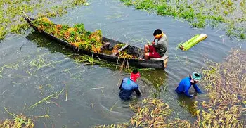 কিশোরগঞ্জে নতুন করে তলিয়েছে ২৫০০ হেক্টর জমির ধান