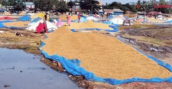 দুর্যোগ-দরপতনে দিশাহারা কৃষক