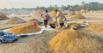 হাওরাঞ্চলে স্বস্তির রোদে ধান নিয়ে ব্যস্ত কৃষক