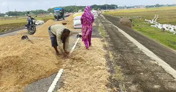 নদ-নদীর পানি কমলেও হঠাৎ বৃষ্টির বিড়ম্বনায় কৃষকরা