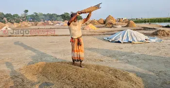 স্বস্তির রোদে প্রাণ ফিরেছে হাওরে, খলায় কৃষকদের ব্যস্ততা