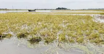 কিশোরগঞ্জে রোদ উঠলেও বেড়েছে নদ-নদীর পানি