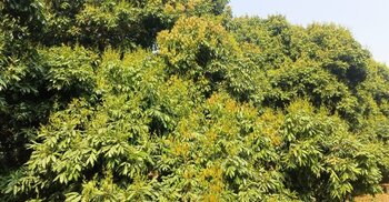 লিচুর রাজ্যে গাছে গাছে মুকুল, বাম্পার ফলনের আশা