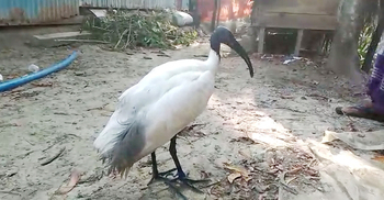 কলাপাড়ায় আহত ‘কালোমাথা কাস্তেচরা’ উদ্ধার