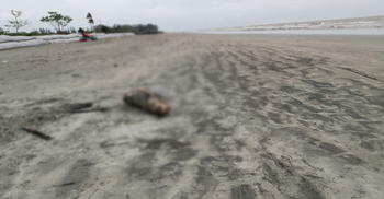কুয়াকাটা সৈকতে এলো মৃত ইরাবতী ডলফিন