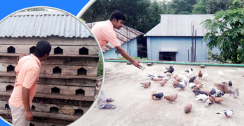 কবুতর পালনের সুবিধাসমূহ জেনে নিন