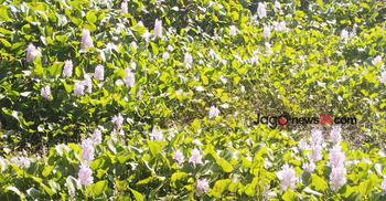 মুক্ত জলাশয়ে কচুরিপানায় প্রকৃতির হাসি