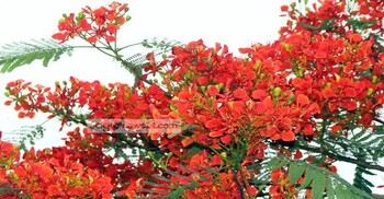 কবিতা: কৃষ্ণচূড়া ও জোছনা