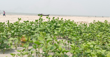 স্বরূপে ফিরেছে কুয়াকাটা