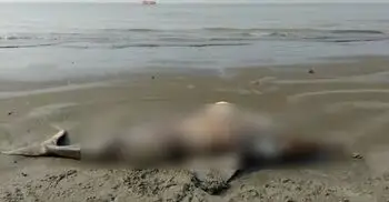 সৈকতে ভেসে এলো দাঁতাল প্রজাতির ইরাবতী ডলফিন