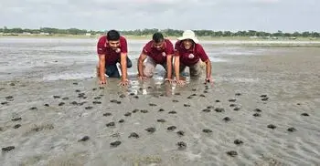 কুয়াকাটা সৈকতে ১৬৩ কচ্ছপের বাচ্চা উদ্ধার