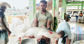 ইলিশের জালে আটকা ১৪ কেজির পাঙাশ, ১২ হাজারে বিক্রি