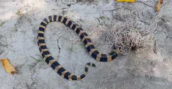 কলাপাড়ায় বিষধর শঙ্খিনী সাপ উদ্ধার