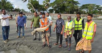 ২৪ ঘণ্টায় কুয়াকাটায় ভেসে এলো দুই মৃত ডলফিন